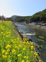 川沿いの斜面には菜の花