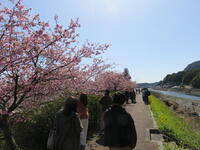 土手にはきれいな河津桜が咲いていました